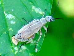 Epicauta cupraeola