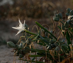 Pancratium maritimum