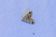 Idia concisa