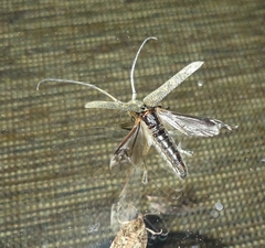 Saperda calcarata