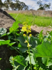 Rhamphospermum arvense