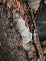 Myxarium nucleatum