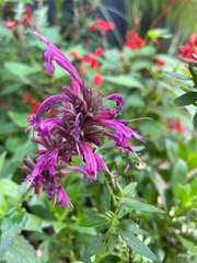 Agastache mexicana
