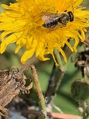 Megachile inermis