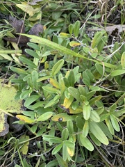 Lithospermum canescens