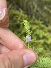 Taxodiomyia cupressiananassa