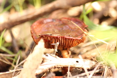 Cortinarius erythraeus