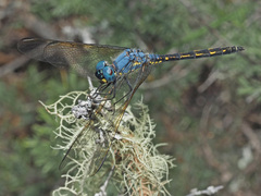Trithemis stictica