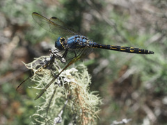 Trithemis stictica