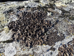 Umbilicaria muhlenbergii