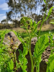 Rhamphospermum arvense