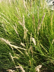 Sporobolus virginicus