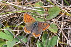 Lycaena tityrus