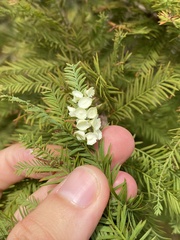 Taxodiomyia cupressi