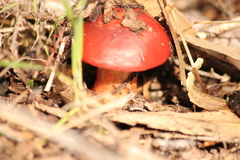 Cortinarius erythraeus