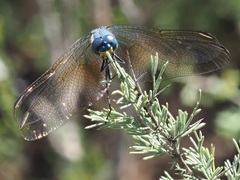 Trithemis stictica