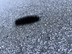 Spilosomina