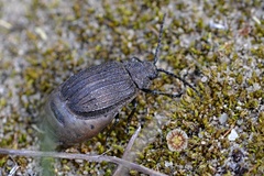 Galeruca interrupta