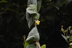 Prestonia mexicana