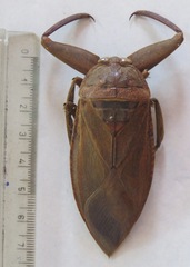 Lethocerus collosicus