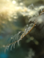 Pseudoprotella phasma