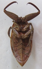 Lethocerus collosicus