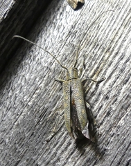 Saperda calcarata