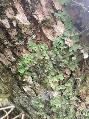 Ricasolia quercizans