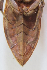 Lethocerus collosicus
