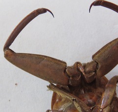 Lethocerus collosicus