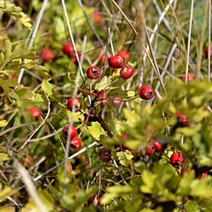 Crataegus laevigata