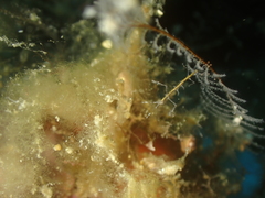 Pseudoprotella phasma