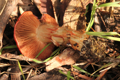 Cortinarius erythraeus