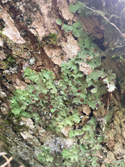 Ricasolia quercizans