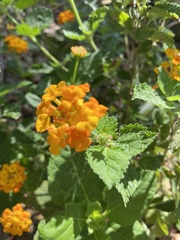 Lantana urticoides