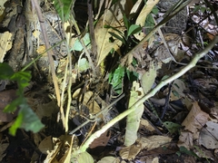 Pleocnemia irregularis