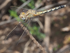 Diplacodes lefebvrii