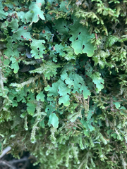 Ricasolia quercizans