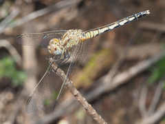 Diplacodes lefebvrii