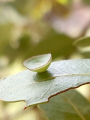 Paracraspis patelloides