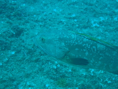 Epinephelus marginatus