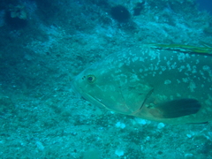 Epinephelus marginatus