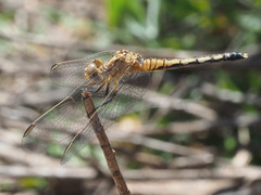 Diplacodes lefebvrii