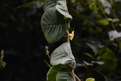 Prestonia mexicana
