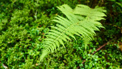 Oreopteris limbosperma