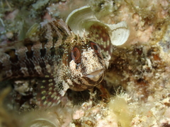 Parablennius gattorugine