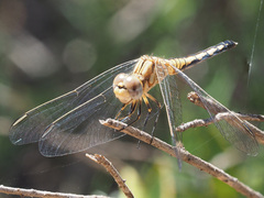 Diplacodes lefebvrii