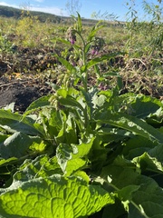 Symphytum officinale