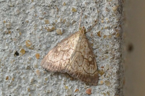 Evergestis pallidata