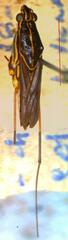 Limnogonus